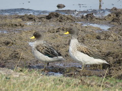 Anas flavirostris oxyptera