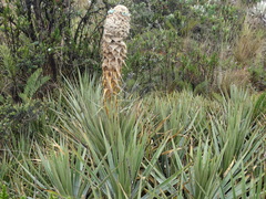 Puya trianae