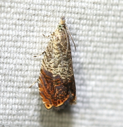 Speckled Talponia Moth photo 5
