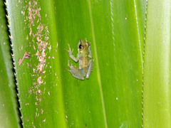 Guibemantis liber