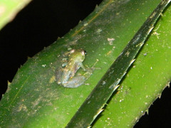 Guibemantis liber