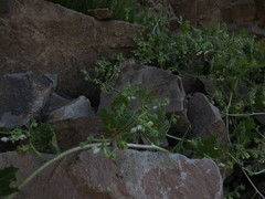 Loasa arnottiana