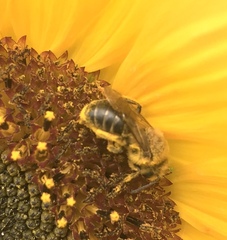 Andrena helianthi