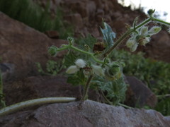 Loasa arnottiana