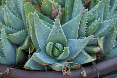Aloe brevifolia