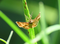 Emmiltis pygmaearia
