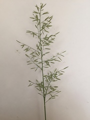 Eragrostis minor