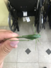 Philophyllia guttulata