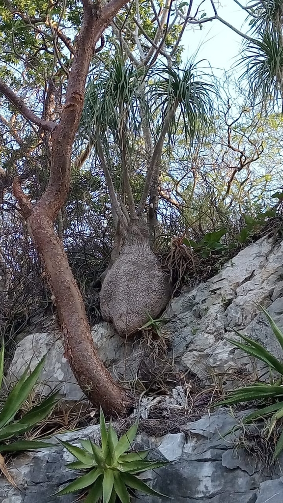 Beaucarnea recurvata, Oaxaca, MX