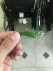 Philophyllia guttulata