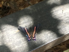 Ancyluris jurgensenii