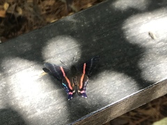 Ancyluris jurgensenii