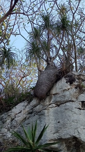 Beaucarnea recurvata
