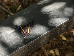 Ancyluris jurgensenii