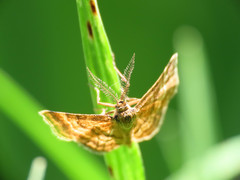 Emmiltis pygmaearia