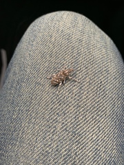 Cyphocleonus achates