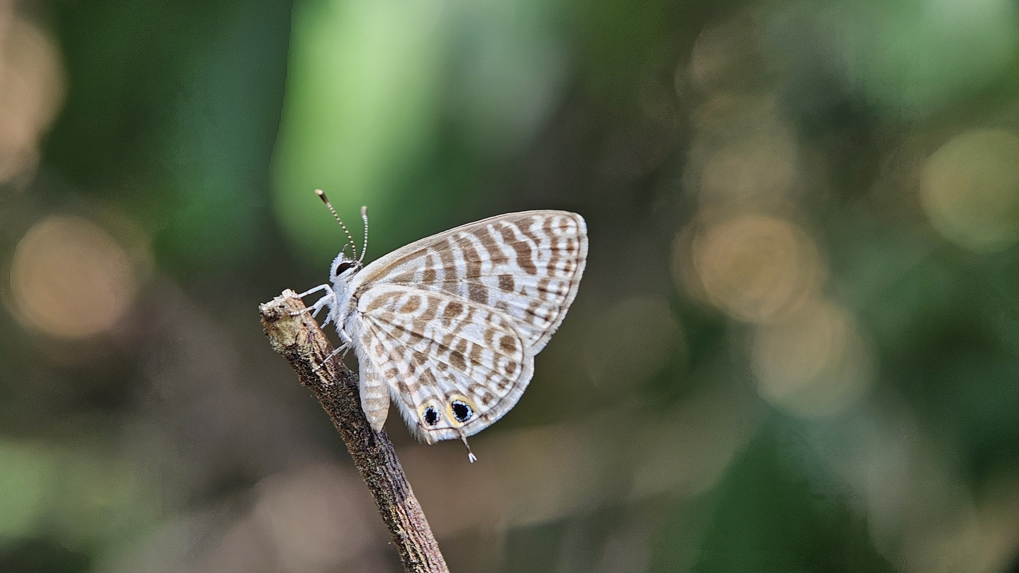Zebra Blue
