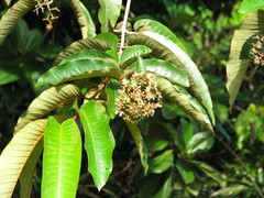 Vismia macrophylla