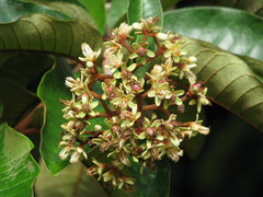 Vismia macrophylla