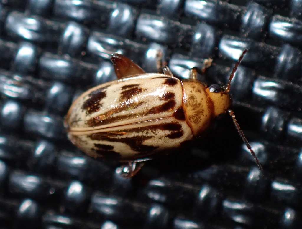 Marsh Flea Beetle