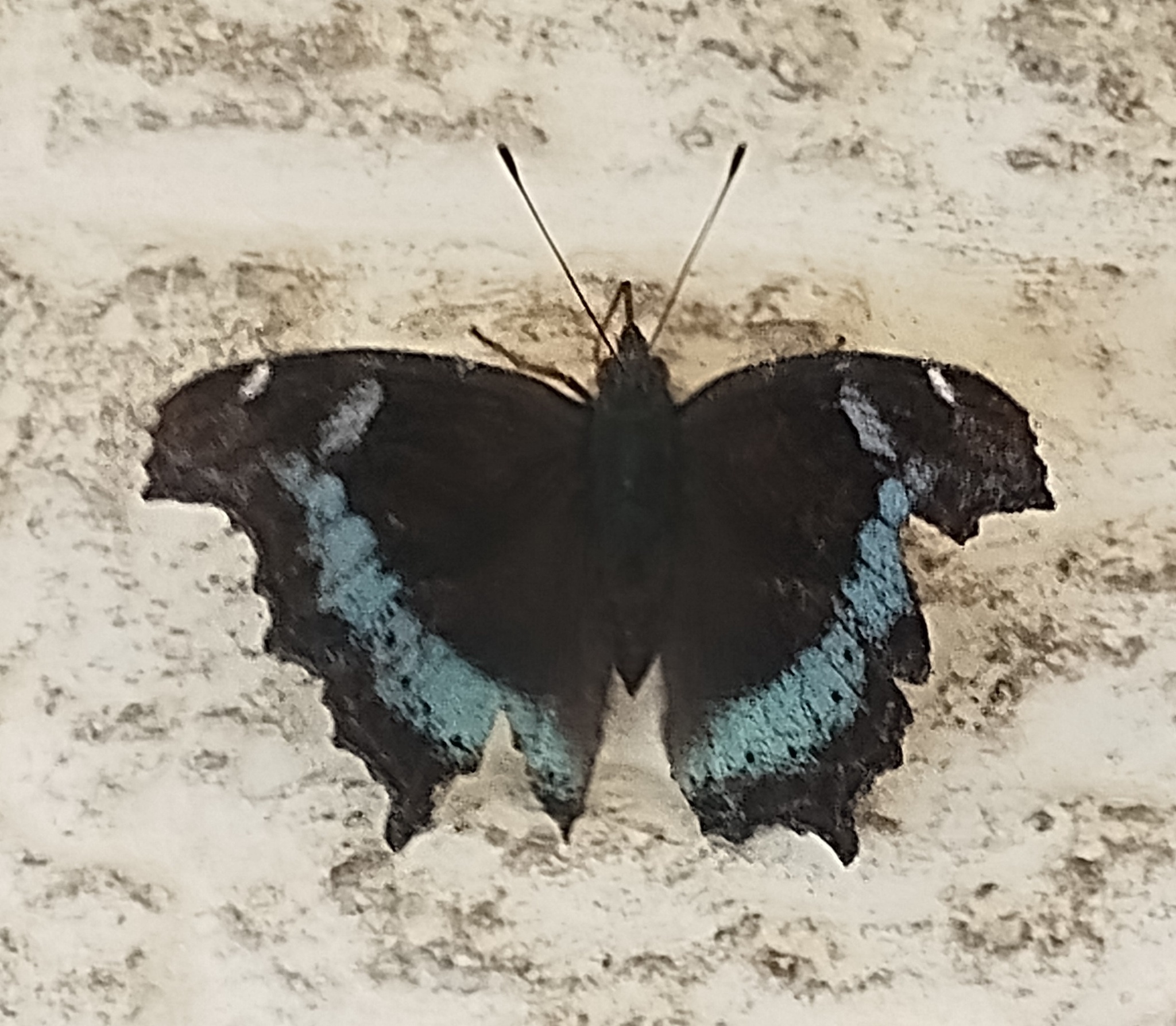 Blue Admiral