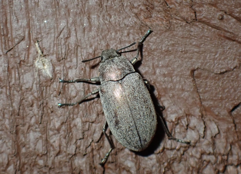 Lobometopon ovale