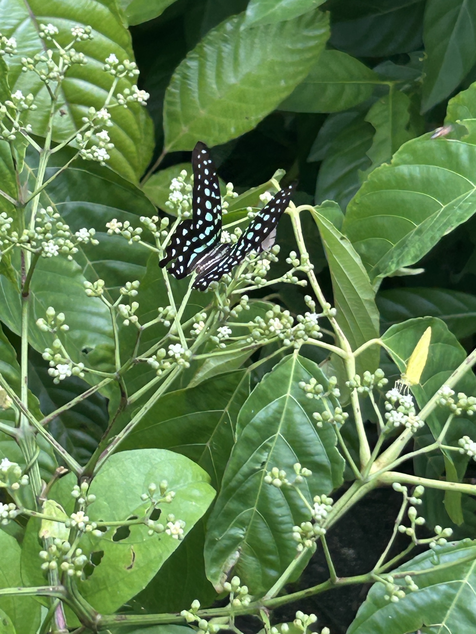 Tailed Jay