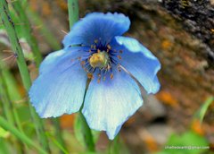 Meconopsis aculeata
