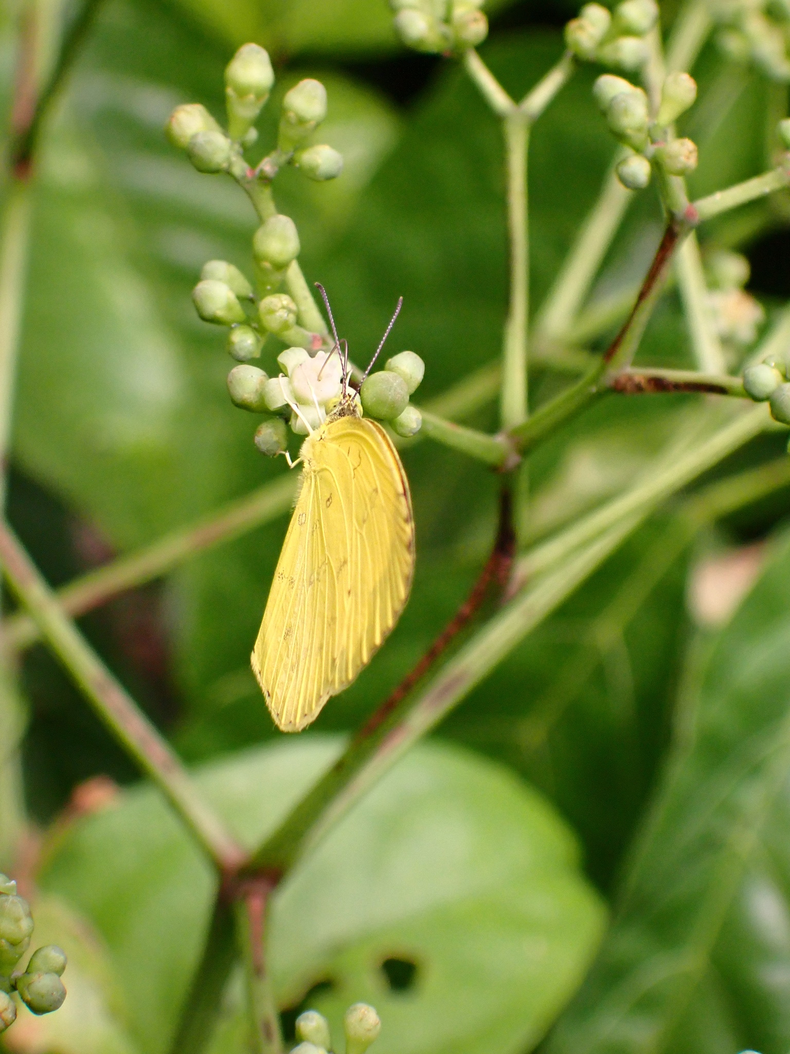 Three-Spot Grass Yellow
