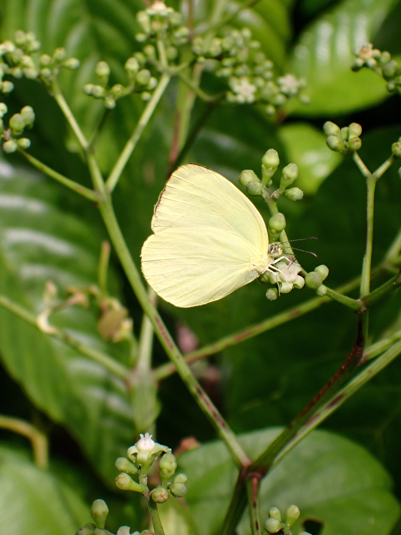 Tree Yellow