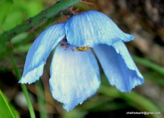 Meconopsis aculeata