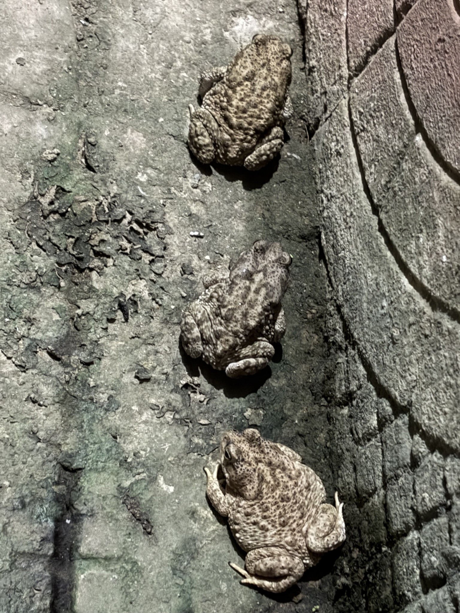 Indian Common True Toad