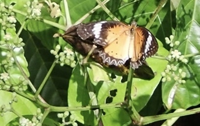 Leopard Lacewing