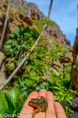 Lithobates magnaocularis