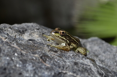 Lithobates magnaocularis