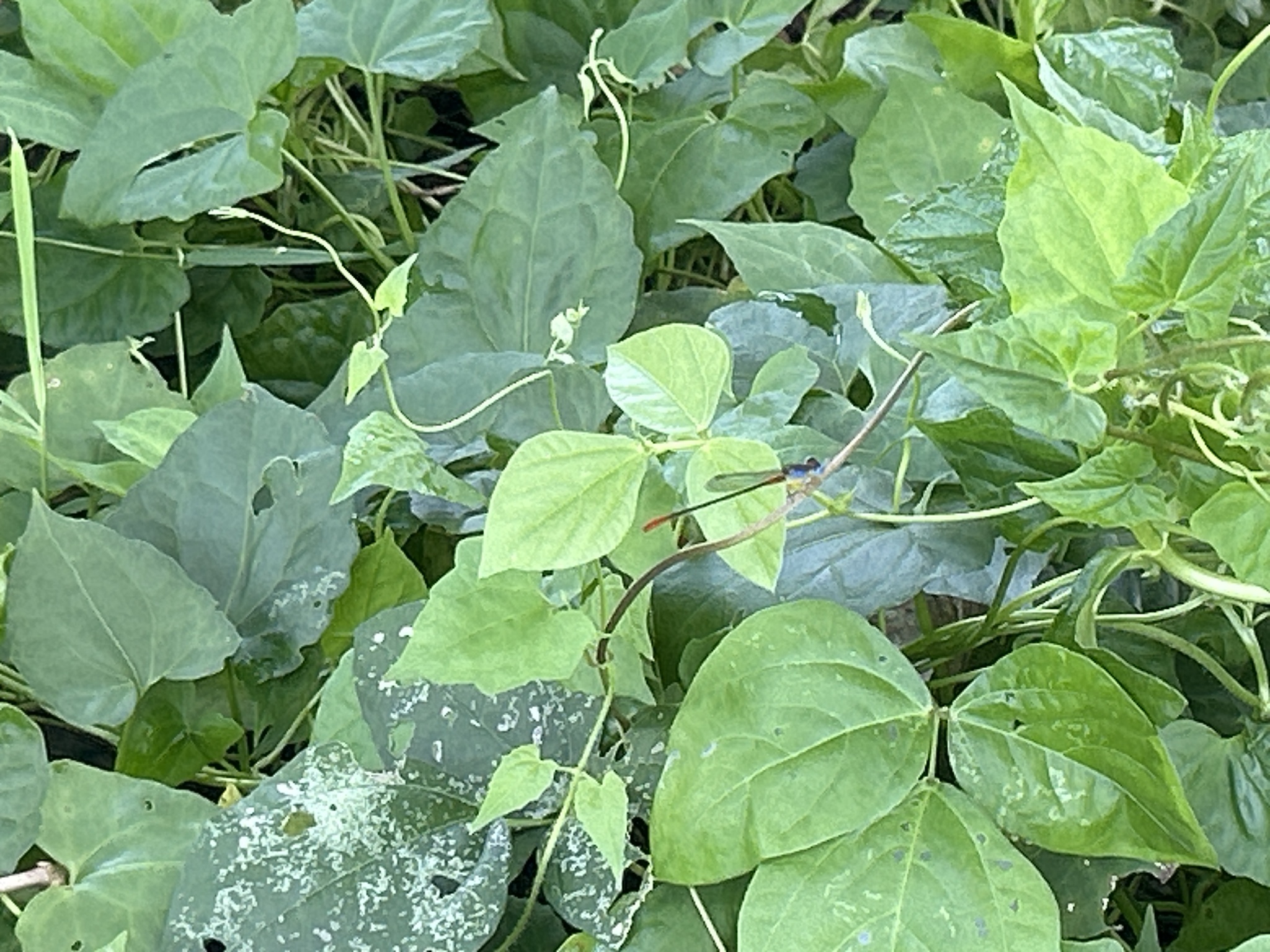 Orange-Tailed Marsh Dart