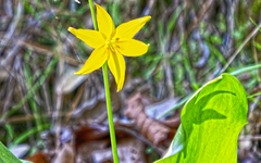 Erythronium tuolumnense