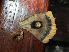 Antheraea polyphemus mexicana