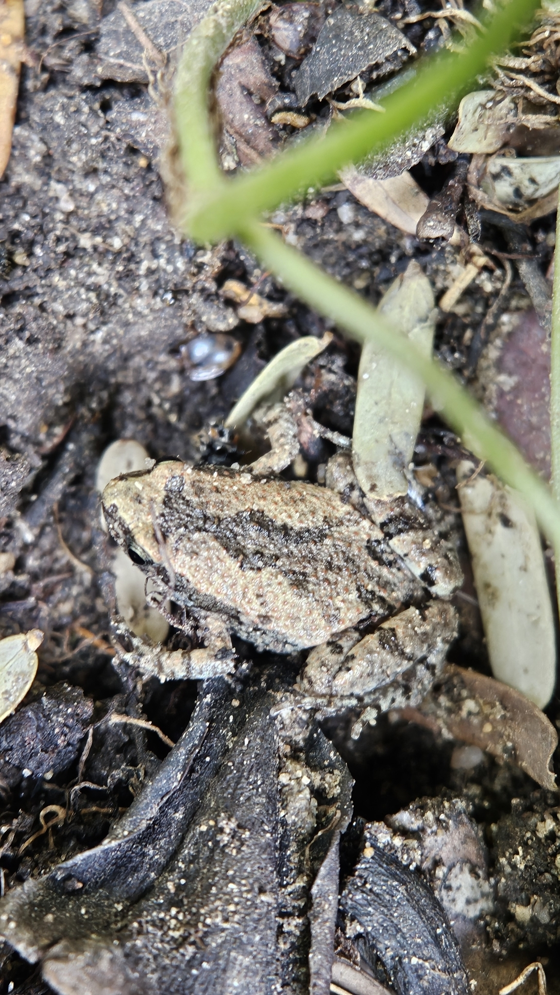 Ornamented Chorus Frog