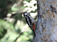 Dendrocopos major