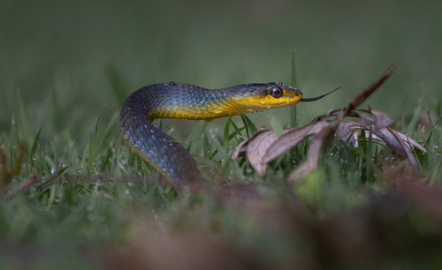 Common Tree Snake sighting