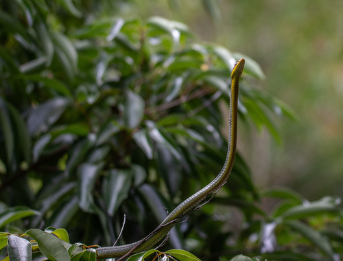 Common Tree Snake sighting