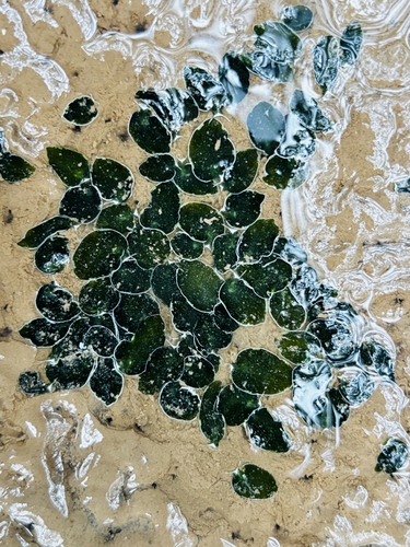 Elysia leucolegnote