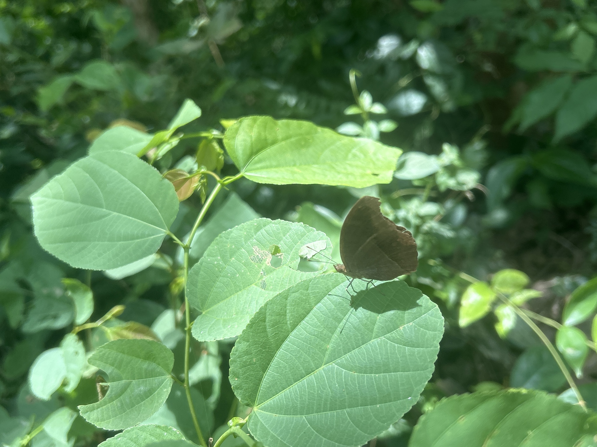 Chocolate Pansy