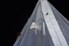 Lymantria alexandrae