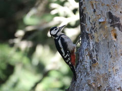 Dendrocopos major