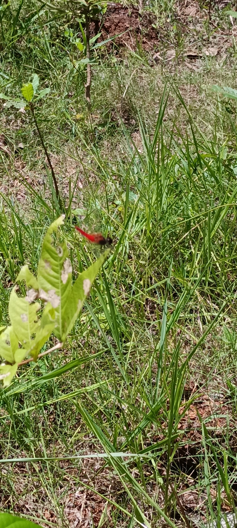 Scarlet Marsh Hawk