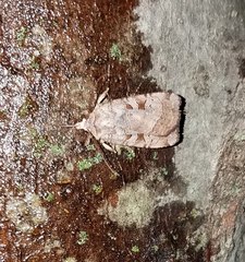 Xestia normanianus