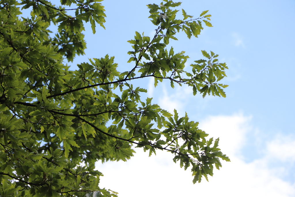 Quercus