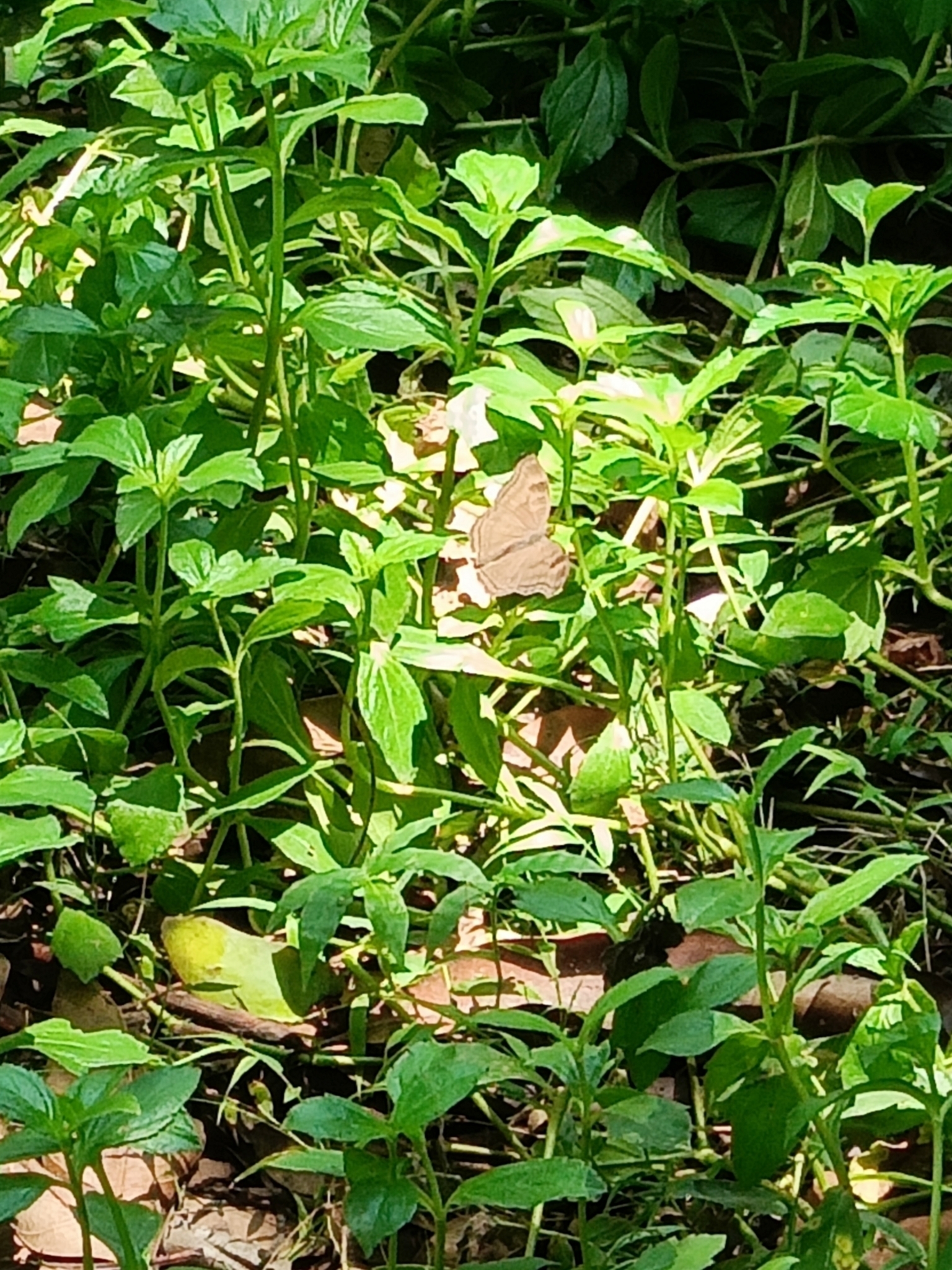 Chocolate Pansy